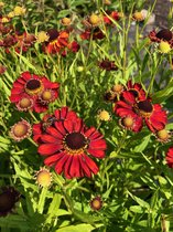 6 x Helenium 'Rubinzwerg' - Zonnekruid - P9 Pot (9 x 9cm) - Dima Vaste Planten