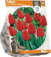 Plantenwinkel  Tulipa Darwin Hybrid Apeldoorn tulpen bloembollen per 5 stuks