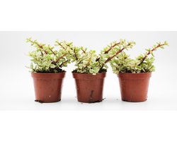 Ikhebeencactus Portulacaria Afra variagata 3 stuks 8,5cm pot Spekboom
