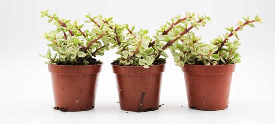 Ikhebeencactus Portulacaria Afra variagata 3 stuks 8,5cm pot Spekboom