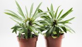 Ikhebeencactus Pachypodium Lamerei Madagaskar Palm 2 stuks 8.5 cm pot