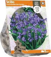 Plantenwinkel Scilla Non Scripta Sterhyacint bloembollen per 5 stuks