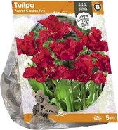 Plantenwinkel Tulipa Parrot Garden Fire tulpen bloembollen per 5 stuks