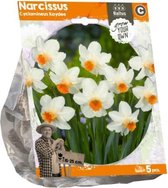 Plantenwinkel Narcissus Cyclamineus Kaydee bloembollen per 5 stuks
