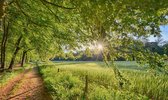 Fotobehang van ochtendzon over korenveld Park Warnborn Arnhem 250 x 260 cm - € 175,--