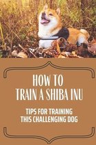 How To Train A Shiba Inu: Tips For Training This Challenging Dog