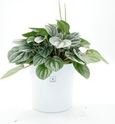 SIMPLYBLOOM.EU - Peperomia Moonlight