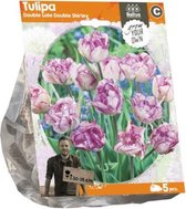 Plantenwinkel Tulipa Double Late Double Shirley tulpen bloembollen per 5 stuks