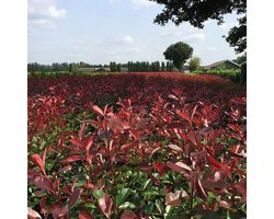 3 stuks | Glansmispel Red Robin Kant-en-klaar Hagen 60 cm Kant-en-klaar Hagen | Standplaats: Halfschaduw/Schaduw/Volle zon | Latijnse naam: Photinia fraseri Red Robin