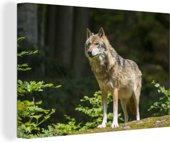 Canvas Schilderij Wolf - Bos - Dieren - 120x80 cm - Wanddecoratie