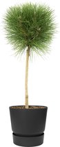 Boom van Botanicly – Pinus Summer Breeze in zwart ELHO plastic pot als set – Hoogte: 75 cm