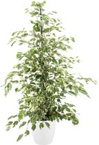 Kamerplant van Botanicly – Treurvijg incl. sierpot wit als set – Hoogte: 105 cm – Ficus benjamina Twilight