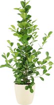 Kamerplant van Botanicly – Vijgenboom incl. crème kleurig sierpot als set – Hoogte: 105 cm – Ficus Moclame