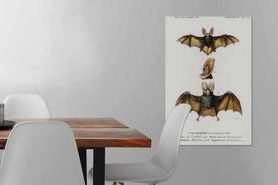 Toile Peinture Chauve-Souris - Vintage - Animal - 60x90 cm - Décoration murale