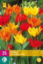 Jub Holland - bloembollen - Tulpen Praestans Mix - maat 9/10 - 25 stuks