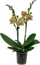 ZynesFlora - Phalaenopsis - Orchidee - Ø 9cm - ↕ Hoogte: 35-40 cm - Geel - Kamerplant