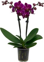 ZynesFlora - Phalaenopsis - Orchidee - Ø 9cm - ↕ Hoogte: 35-40 cm - Paars - Kamerplant