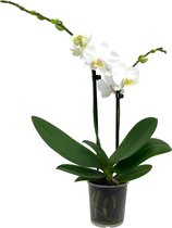 ZynesFlora - Phalaenopsis - Orchidee - Ø 9cm - ↕ Hoogte: 35-40 cm - Wit - Kamerplant