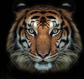 Glasschilderij tijger - 120x80 cm - in kleur- premium collection