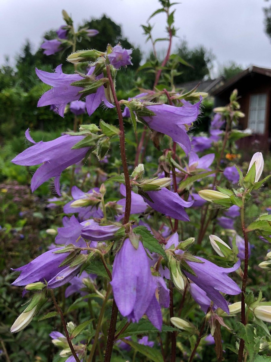 6 x Campanula trachelium - Klokjesbloem - P9 Pot (9 x 9cm) - Dima Vaste Planten