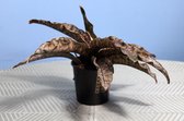 Plant 'n Bak - Sanseveria kirkii Pulchra Coppertone - Vetplant - D10 cm - H15 cm