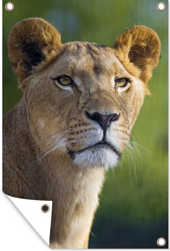 Poster Jardin jeune lionne 40x60 cm - petit - Toile de jardin / Toile d'extérieur / Peintures d'extérieur (décoration de jardin)