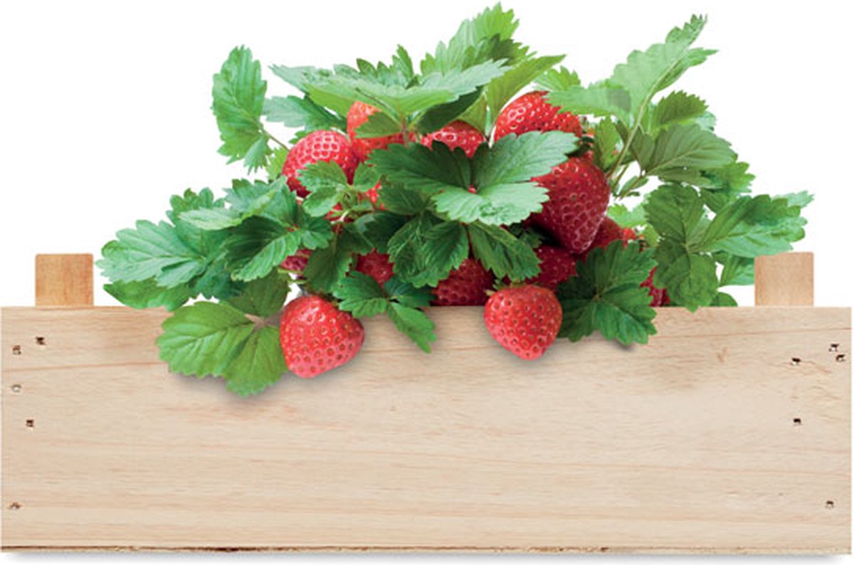Kweekset aardbeien - Moestuin - Kweekbak - Moestuin zaden - Moestuin artikelen - Biologisch - Aardbeizaden - Houten kistje - Potgrond - Tuincompost - Hout - Set - 3-delig