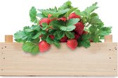 Kit culture fraises - Potager - Propagateur - Graines potager - Articles potager - Bio - Graines fraises - Caisse bois - Terreau - Compost jardin - Bois - Set - 3 pièces