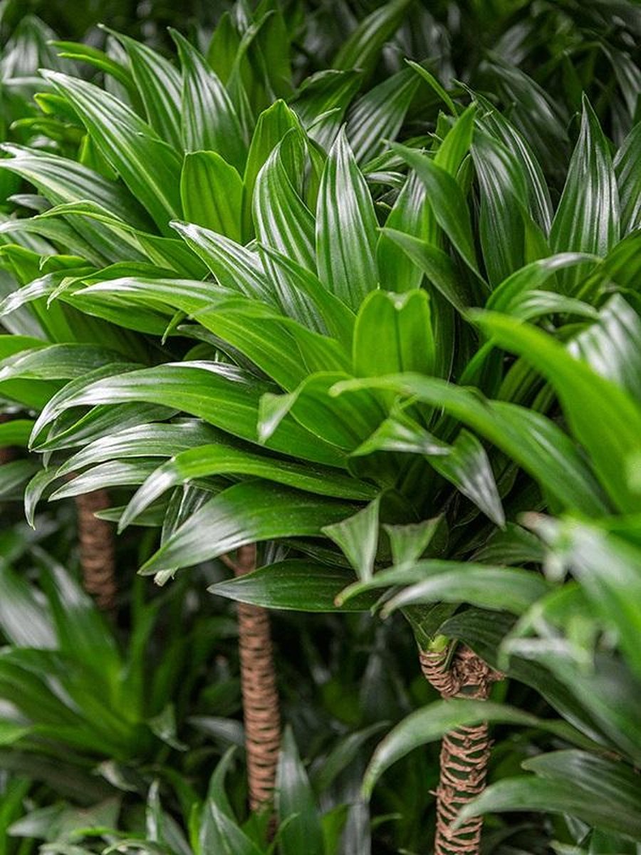 Dracena Compacta Pflege