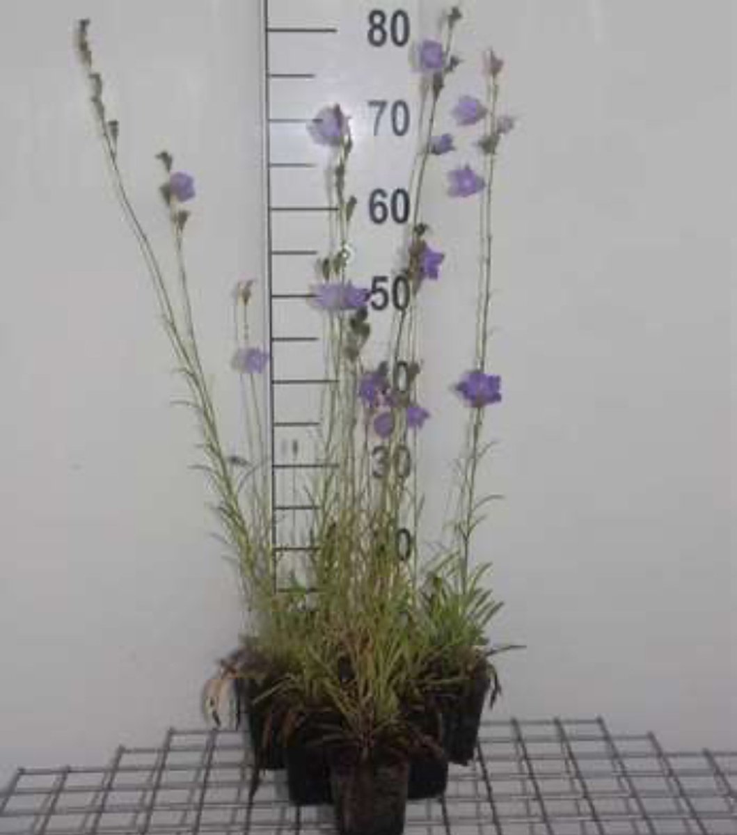 6 x Campanula persicifolia 'Grandiflora Coerulea' - Perzikbladklokje - pot 9 x 9 cm - Groendecor Tuinarchitectuur