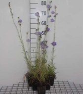 6 x Campanula persicifolia 'Grandiflora Coerulea' - Perzikbladklokje - pot 9 x 9 cm