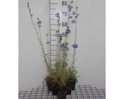 6 x Campanula persicifolia 'Grandiflora Coerulea' - Perzikbladklokje - pot 9 x 9 cm