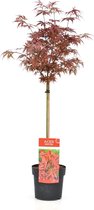 Plant in a Box - Acer palmatum 'Shaina - Japanse Esdoorn op stam - Pot ⌀19cm - Hoogte ↕ 80-90cm