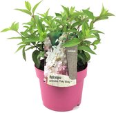 Plant in a Box - Hydrangea paniculata 'Pinky Winky' - Roze pluimhortensia winterhard - Pot 19cm - Hoogte 25-40cm