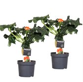 Plant in a Box - Jatropha Podagrica - Set van 2 - Bloeiende Tropische Kamerplanten - Pot 13cm - Hoogte 25-45cm