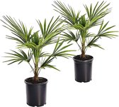 Plant in a Box - Set van 2 Trachycarpus Fortunei - Winterharde palmbomen - Pot ⌀15cm - Hoogte ↕ 35-45cm - Aziatische Waaierpalm