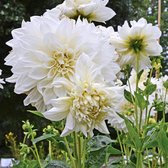 Dahlia White Perfection 5 stuks