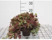 6 x Sedum spurium 'Fuldaglut' - Kaukasische muurpeper, roze vetkruid - pot 9 x 9 cm