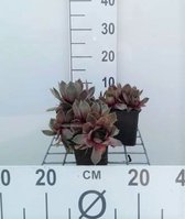 6 x Sempervivum tectorum - Huislook, gewone huislook - pot 9 x 9 cm