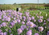 6 x Scabiosa columbaria 'Butterfly Blue' - DUIFKRUID , SCHURFTKRUID - pot 9 x 9 cm