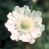 6 x Scabiosa caucasica 'Alba' - Kaukasich Duifkruid in pot 9 x 9 cm