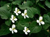 Moerasanemoon (Houttuynia cordata) - Vijverplant - 3 losse planten - om zelf op te potten - Vijverplanten Webshop