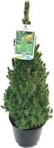 Dwergspar - Picea glauca 'Conica Perfecta' - conifeer - ca. 65 cm hoog - potmaat 19 cm