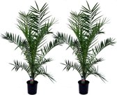 Plant in a Box - Set van 2 Canarische Dadelpalmen - Phoenix Canariensis - Pot ⌀19cm - Hoogte ↕ 80-100cm - Kuipplant - Palmboom - Tuinplant