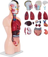 Luxiqo® XL Torso Menselijk Lichaam – met Uitneembare Organen - Anatomie Model Mens - 85 cm - 19-delig - Anatomisch Model - Biologie Model Mens