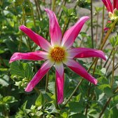 Dahlia Honka Pink
