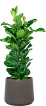 Ficus Lyrata in Rugged Patt chocolate | Vioolbladplant / Tabaksplant