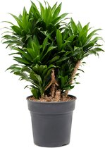 Dracaena Compacta vertakt | Drakenbloedboom