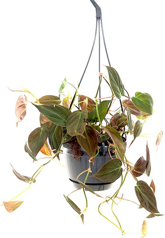 Philodendron micans