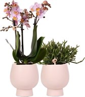 Planten duo Scandinavisch roze | Orchidee en Rhipsalis